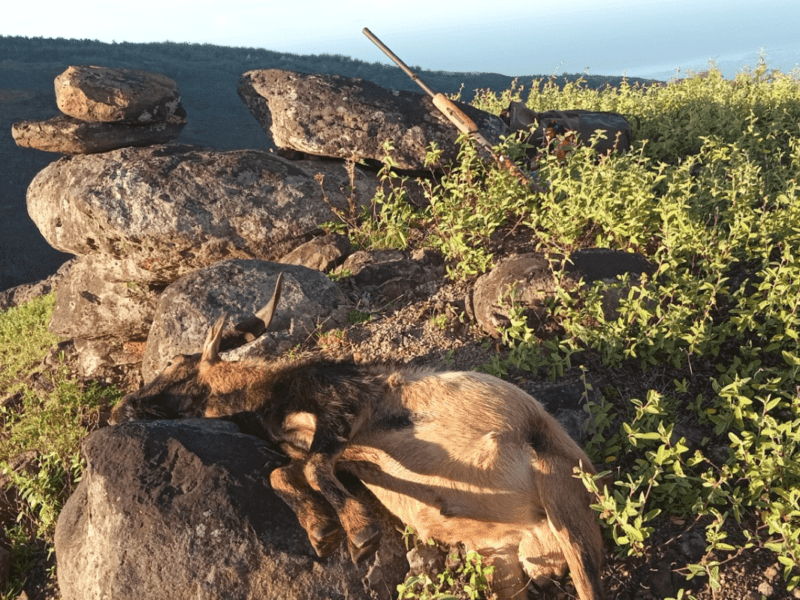 Découvrir la chasse aux Marquises