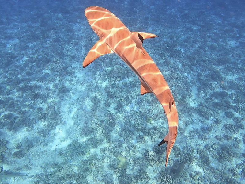 Eco-tour sur le lagon de Bora Bora | snorkeling & découverte des jardins de corail