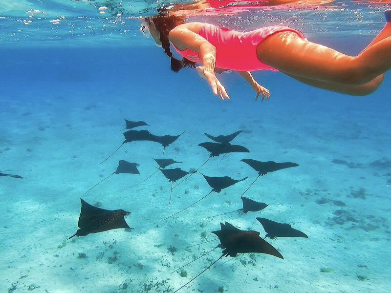 Eco-tour sur le lagon de Bora Bora | snorkeling & découverte des jardins de corail