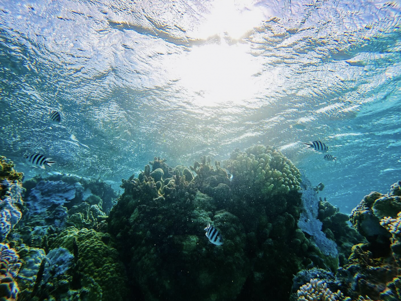 Eco-tour sur le lagon de Bora Bora | snorkeling & découverte des jardins de corail