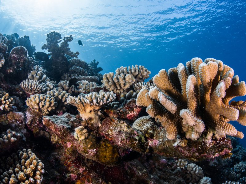 Eco-tour sur le lagon de Bora Bora | snorkeling & découverte des jardins de corail